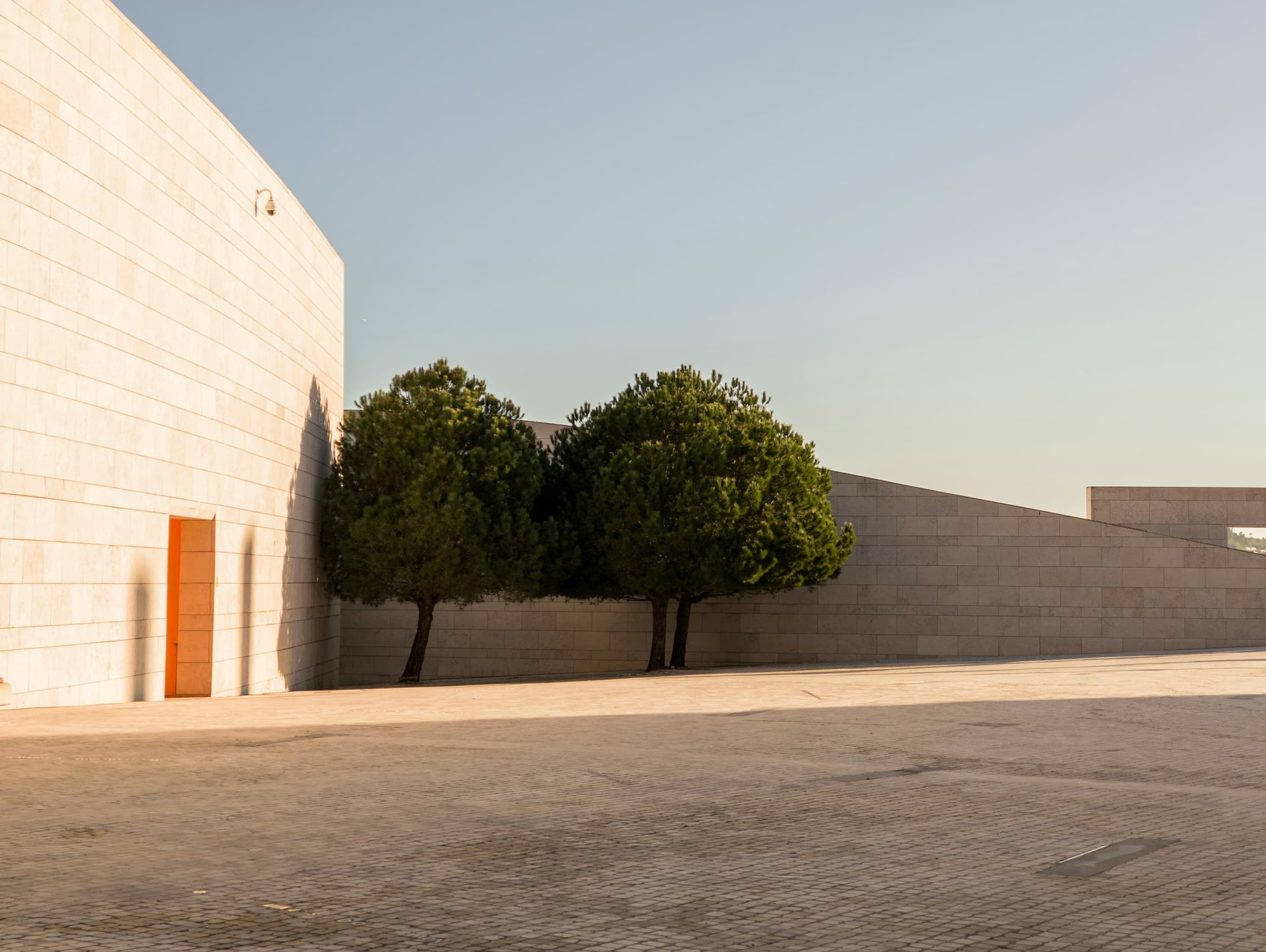 Two trees against a modern concrete wall