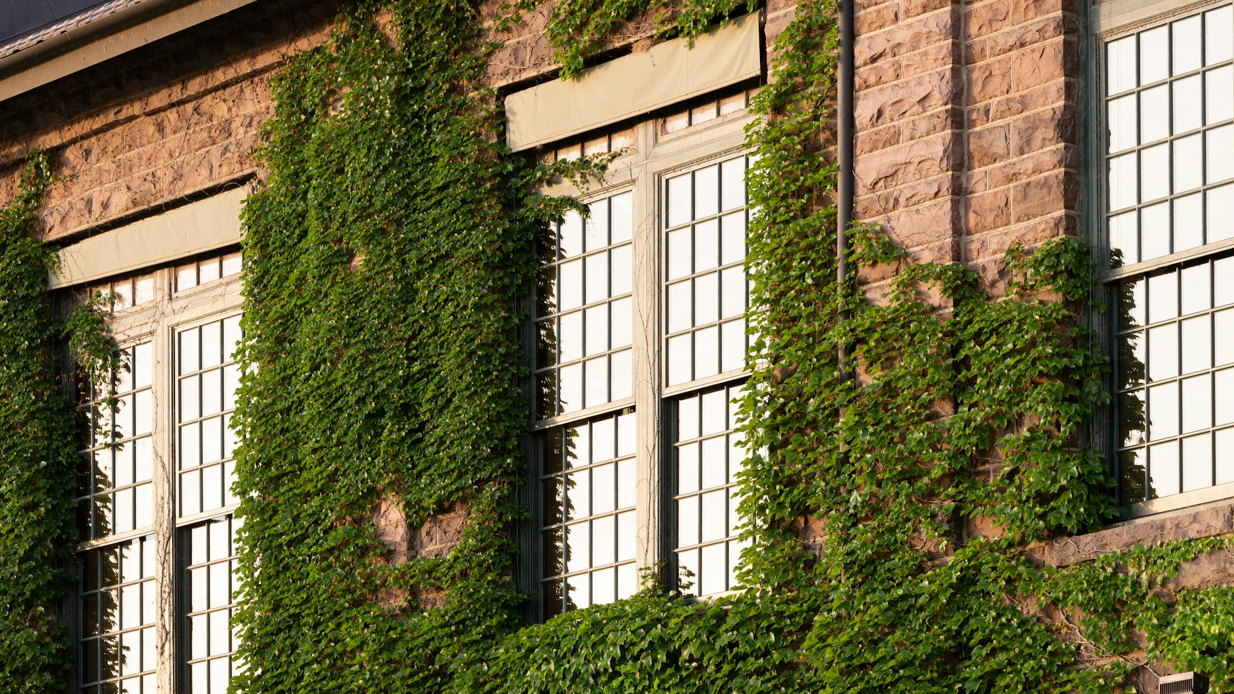 A brick building with ivy around its windows